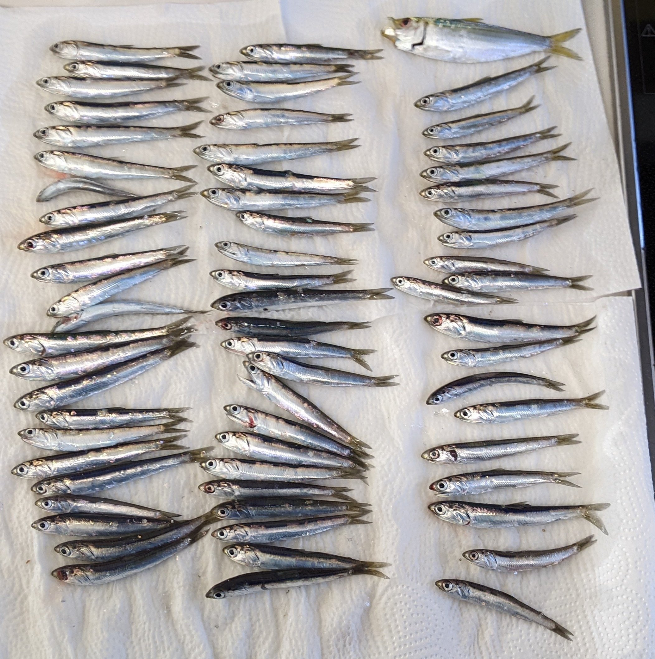趣味部屋 好きなことしまくって生きてみよう サビキでイワシ65匹 謎の魚1匹 師匠に教えてもらって釣りました バス釣り ブラックバス 釣り 鯰 ナマズ ナマズ 岐阜 アウトドア キャンプ Diy イワシ 霞埠頭 サビキ T Co