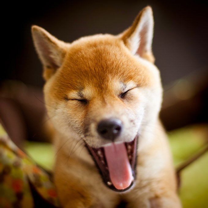nicoticket's tweet photo. #ShibaSwap #shibainu #ShibaCoin #Shib https://t.co/7sv787Gqws