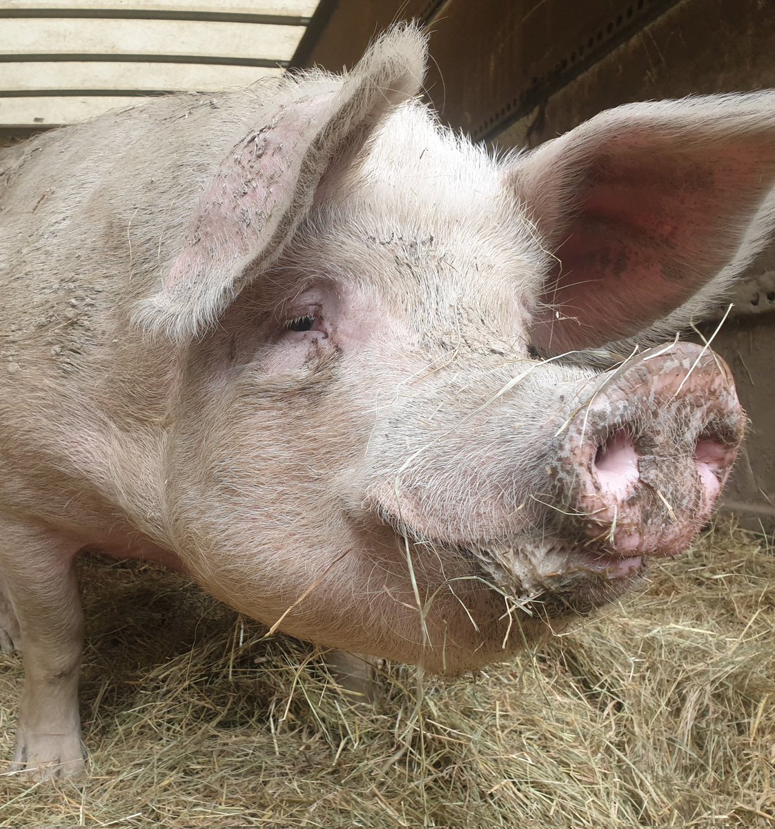 BTWsanctuary's tweet photo. Pigs have the best faces 😍

They are fascinating beings. 

Intelligent, emotional &amp; loving. 

They aren't objects for our use or misuse. They are living beings. This is 2021. We know better! 🌿

Become a #pigoneer, help support 91 #slaughterhousesurvivors
https://t.co/Ek2fRYI1eT https://t.co/3SWeZNhk8x
