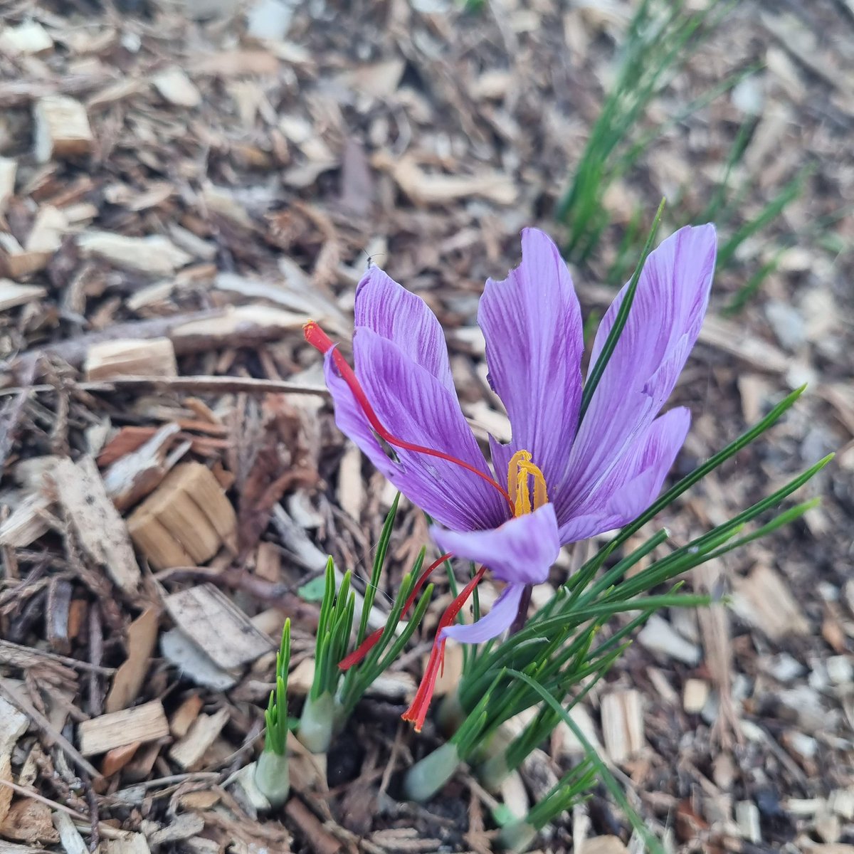 The first flower of the 2021 Saffron harvest. Exciting times ahead!.