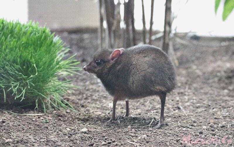 Meet the Chevrotain, aka the mouse deer. They have hooves and look like how you’d draw a dog if you sucked at drawing.