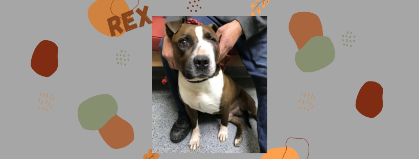 Mohnacky_Vets's tweet image. A disabled Army veteran’s service dog, Rex, suffers from a traumatic sinus abscess that needs surgery! Rex’s Dad is looking for work and barely has enough money for food, so he can’t afford the $1244.00 for veterinary care. Please help! Join us on FB!