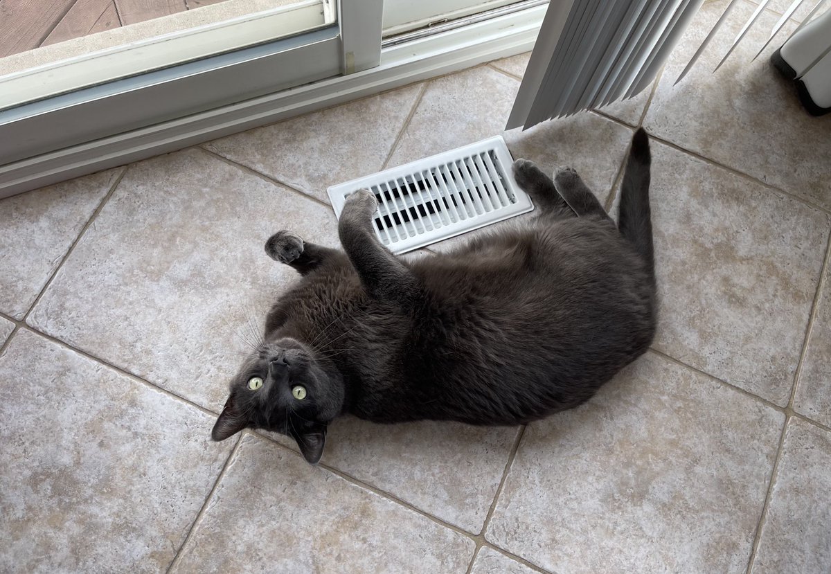 Noobowl5's tweet photo. Upside down chonk https://t.co/sECAGbzMu5