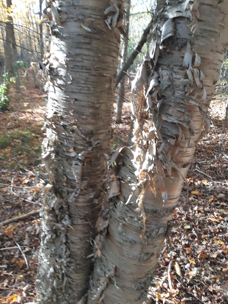 TaymunDeb's tweet photo. Love this #bark https://t.co/OxONkTM6KB