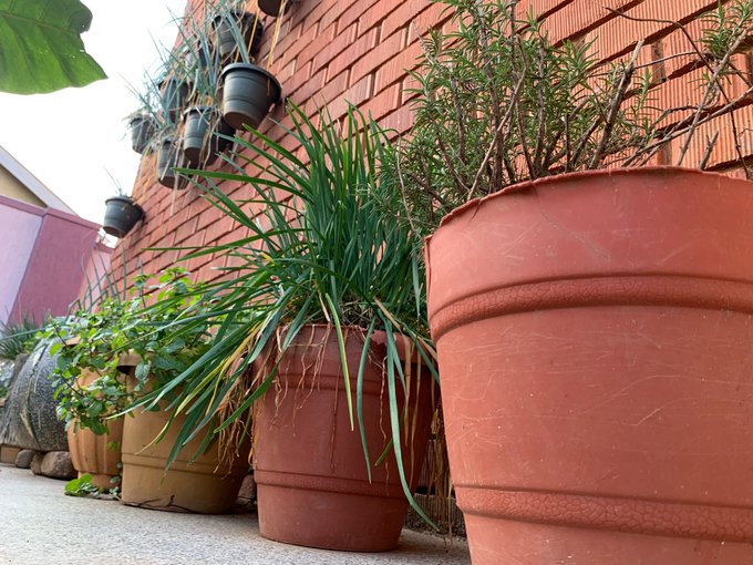 KwagalaFarm's tweet photo. #DidYouKnow that you could plant in style?

Turn your home into something sustainable yet stylish by planting in vases, and old sacks. 

#CoolUgandansWithGreenFingers https://t.co/vKFGmDGfbA