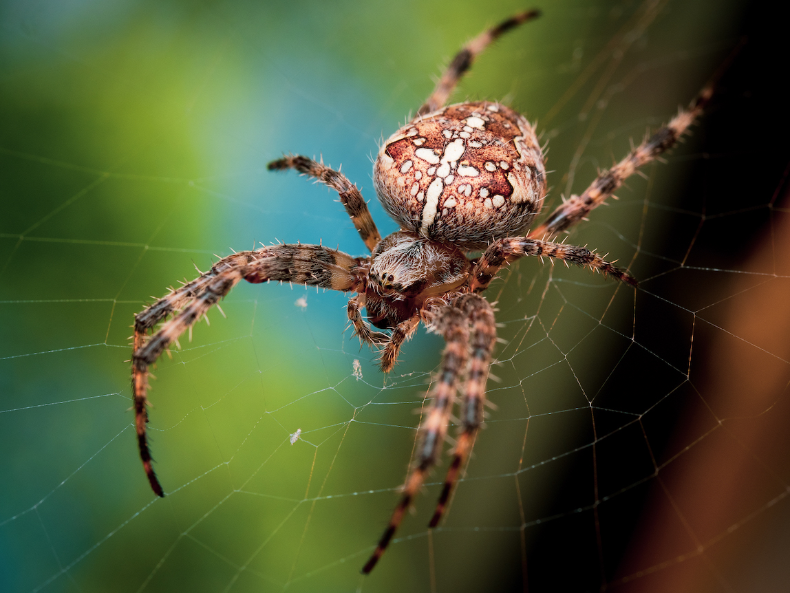 Oregon IPM Center tweet media