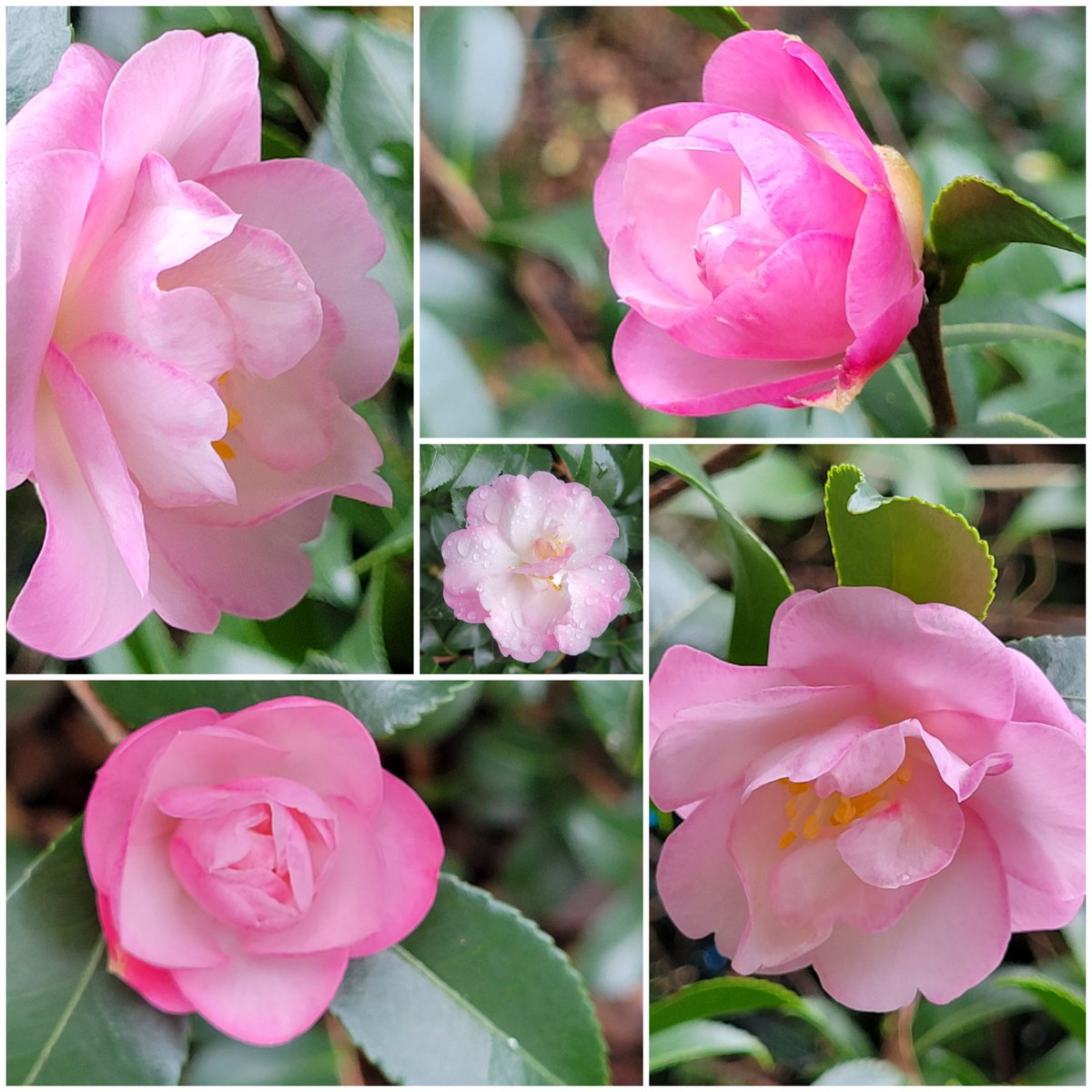 N_a_n_c_yBrown's tweet image. #OctoberMagic #Camellia blooming #InTheGarden #Autumn #Pink