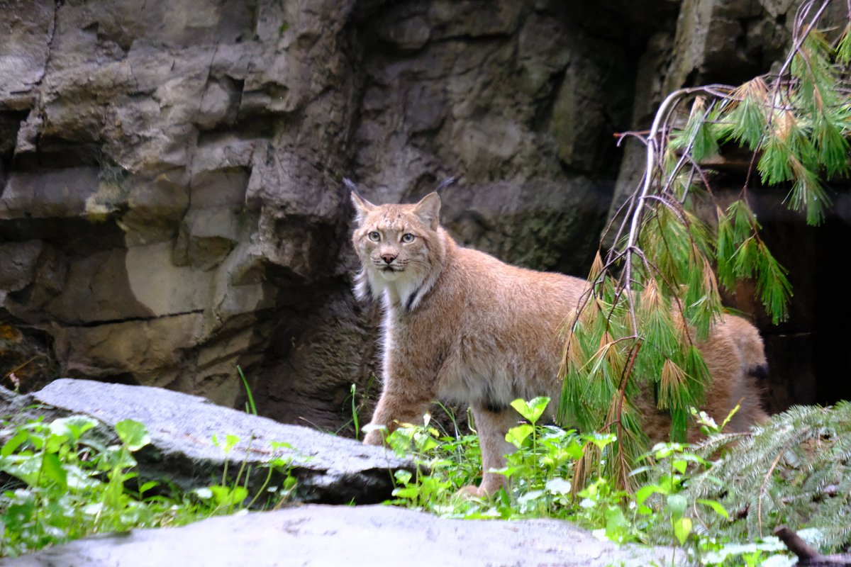 AnimalPlanet's tweet photo. #CatWeek 🐈

This is a Lynx! Although they look similar to bobcats, one of the ways you can tell them apart is the long tuft of black hair on the tips of a lynx’s ears.

See more on the two-hour season premiere of #TheZoo tonight at 8p.

#POTD #PhotoOfTheDay https://t.co/DUfjcozPwV