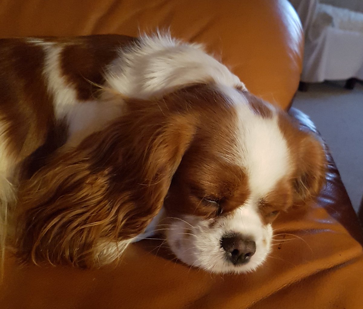 #cavpack 😴😴😴😴😴😴😴😴