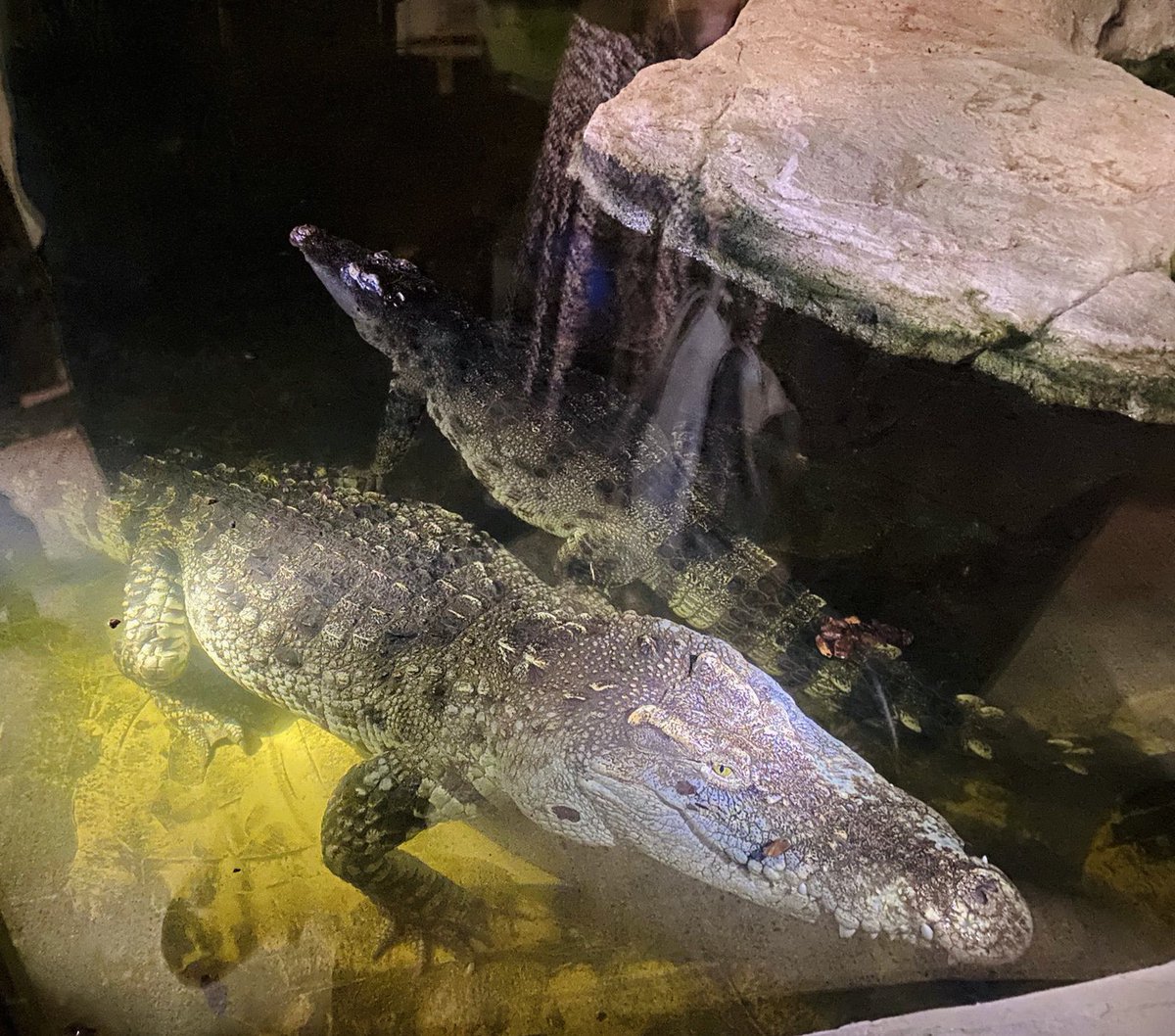 BanburyTownMayor tweet media