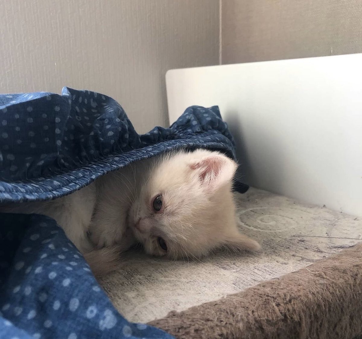 Out Of Context Animals (@cntxtanimai) on Twitter photo 