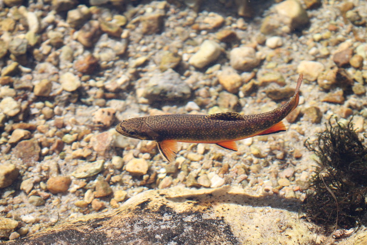 Will Rosenthal tweet media