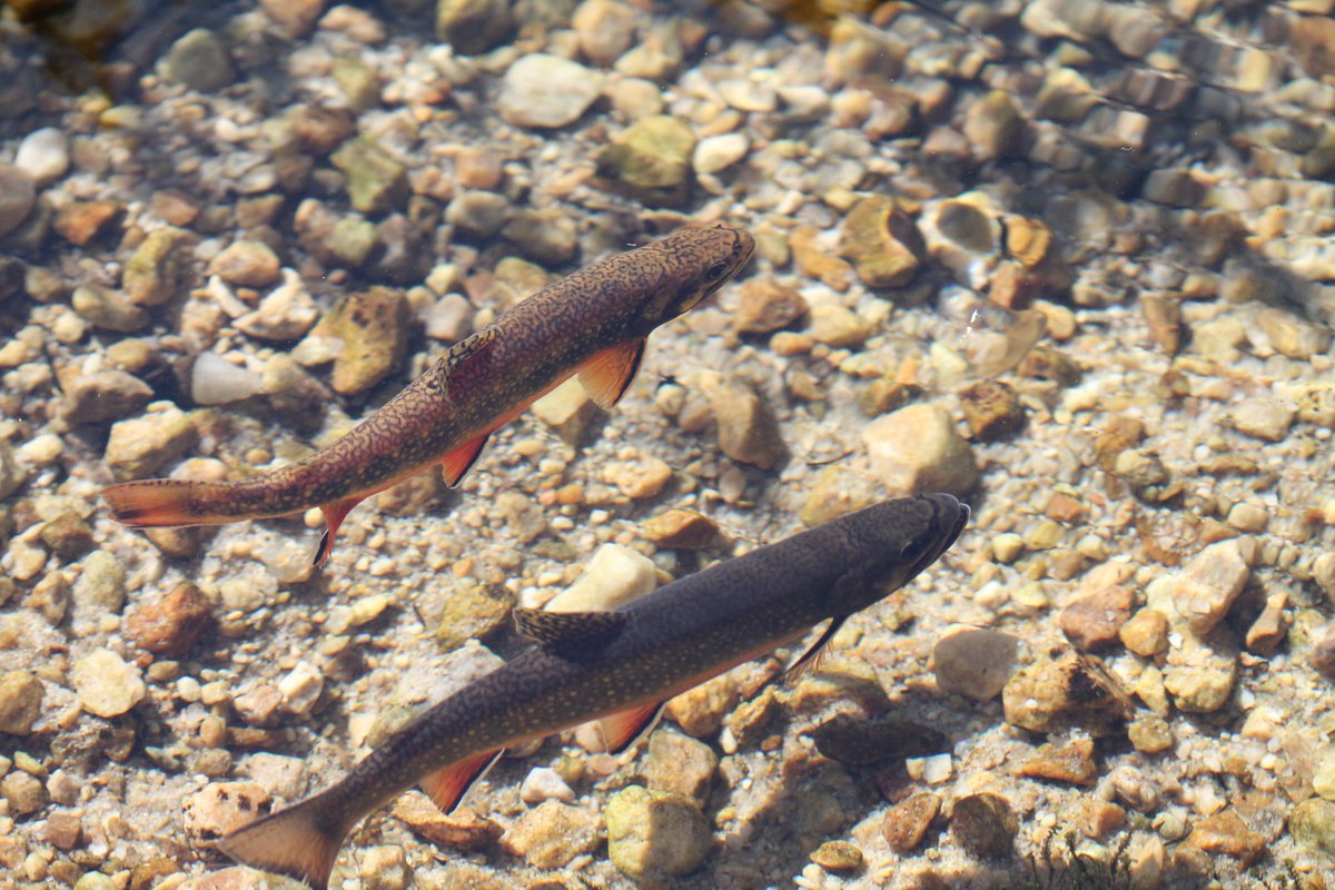 Will Rosenthal tweet media