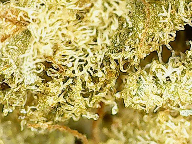Wink Tangerine Cookies and Alchemy Staff Pic
Yes the Long Weekend is here! October sale- 5% off Students and Seniors for October!
WINK Tangerine Cookies is a potent sativa-dominant flower that’s a cross between Tangie and GSC. Grown by the artisanal growers at Medz Cannabis,