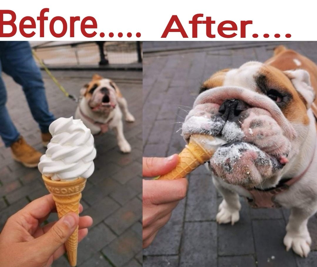 Owning a bulldog be like........ 🤣🤣 #Bulldogs #dogsoftwitter #greedydogs