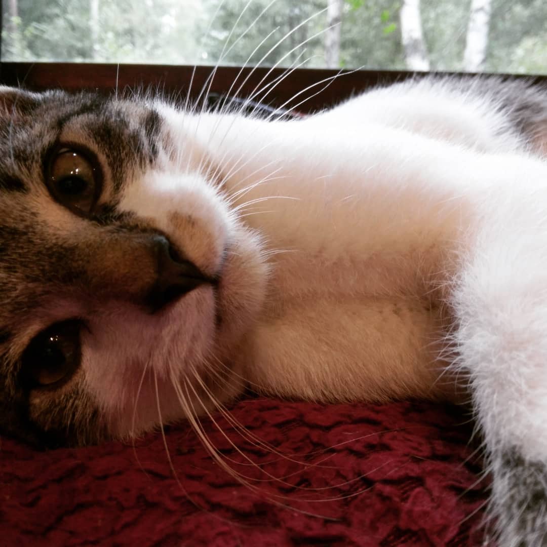 deianora's tweet photo. Ach schön, wenn man denkt, man kann endlich mal "süße" Katzenbilder machen. Danke Loki..du Schelm 🐈🤪
#CatsOfTwitter #Fotogen https://t.co/rP6o09rrxr