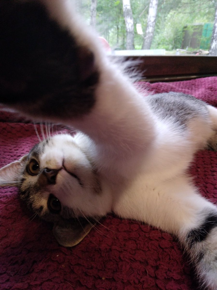 deianora's tweet photo. Ach schön, wenn man denkt, man kann endlich mal "süße" Katzenbilder machen. Danke Loki..du Schelm 🐈🤪
#CatsOfTwitter #Fotogen https://t.co/rP6o09rrxr