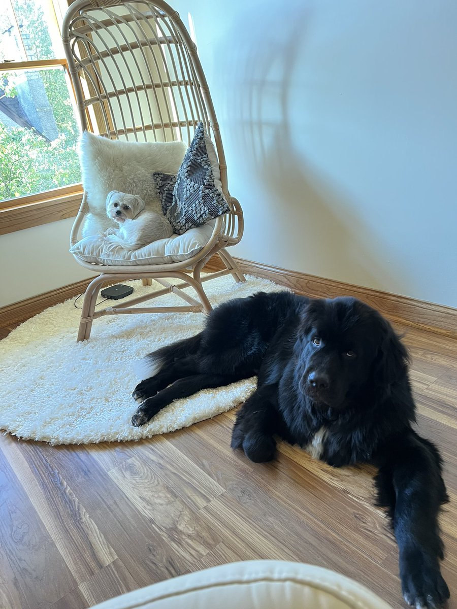 Working from home has definitely been an adjustment…my new colleagues are a bit clingy🤷🏼‍♀️🐶💕💻#BiR #LifeatATT #ATTBusiness