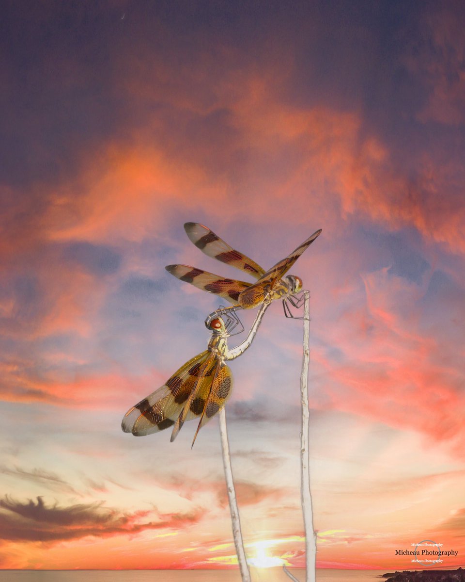 Imagemaker1961's tweet photo. TGIF

It’s fornicate on a stick Friday!

#bugporn #coitus #insect #dragonfly https://t.co/l20sl7nE0X