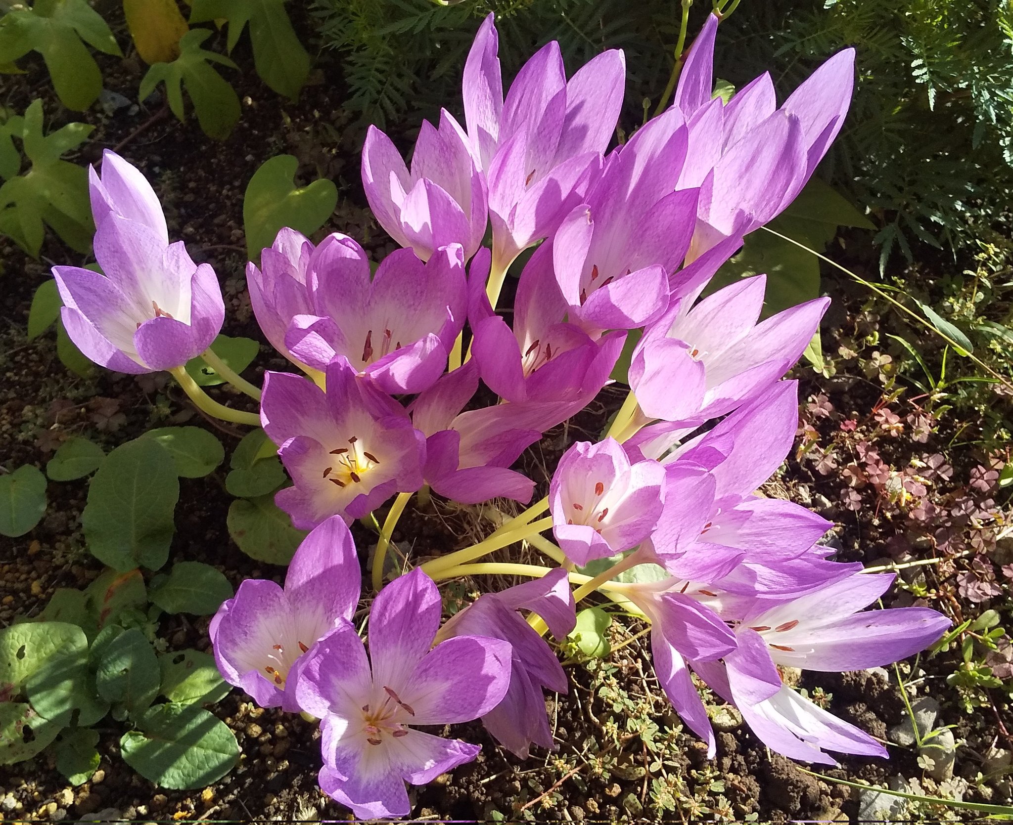 Masa Jf0bpt 職場の花壇の 花 イヌサフラン コルチカム 秋水仙 オータム クロッカス 花言葉 永続 悔いなき青春 危険な美しさ 回顧 華美 私の最良の日は過ぎた 等 葉がなく地面からのいきなりの花 イヌは犬ではなく 似ても似つかない の意 球根