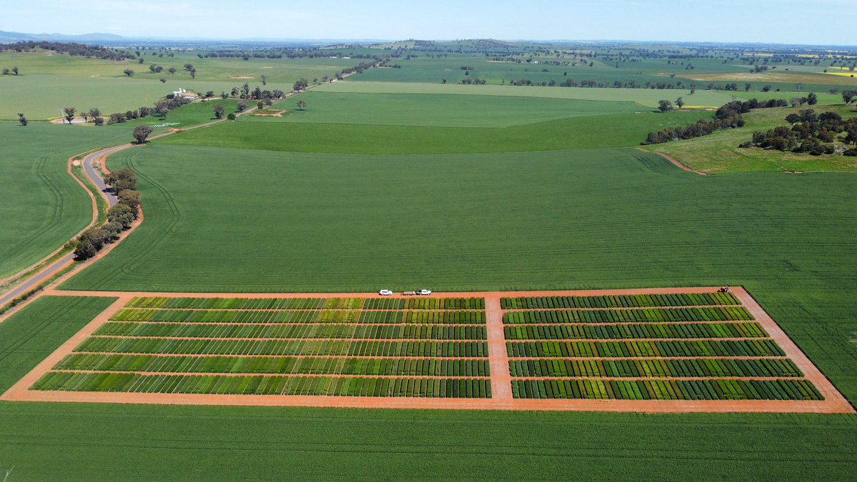 PhenologyisFun's tweet image. Peak flowering time @NSWDPI_AGRONOMY @GRDCNorth cereal phenology evaluation site at Dirnaseer…tracking ~7-10 days slower than 2020 + big differences in canopies this year in response to cooler temperatures. Thanks to great industry support also!#phenologyisfun #lotstolearn 🌾