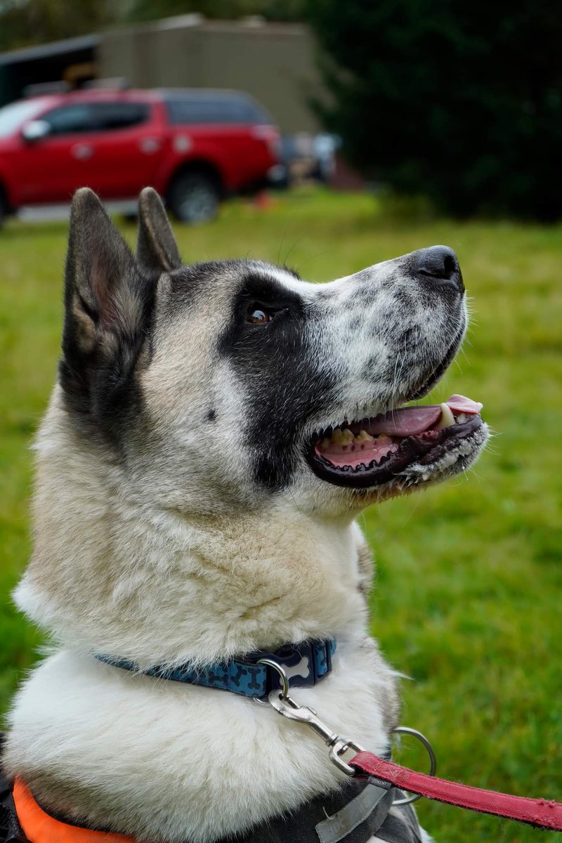 Hatchi is looking for his new home, full details can be found here friendsofakitas.co.uk/adoption.php?a…