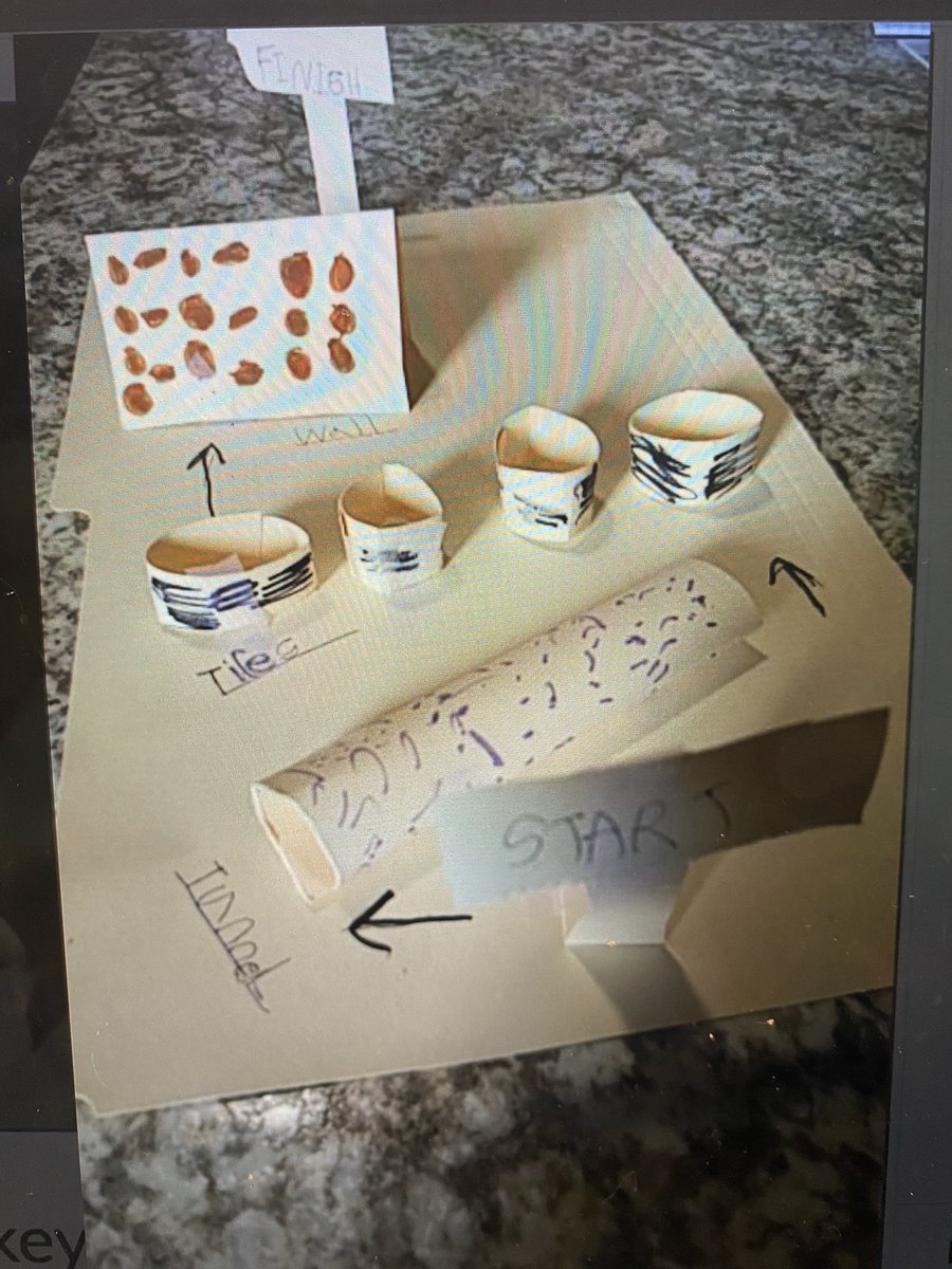 RachelHulbert6's tweet photo. Yesterday, my grade 2 students excelled at their Thanksgiving STEM challenge! We read #TheGreatTurkeyRace and then created our own obstacle courses (from home)! 👏🏼🤩 @tpstvdsb @SACTVDSB @tvdsb https://t.co/ejp4lsbyDJ