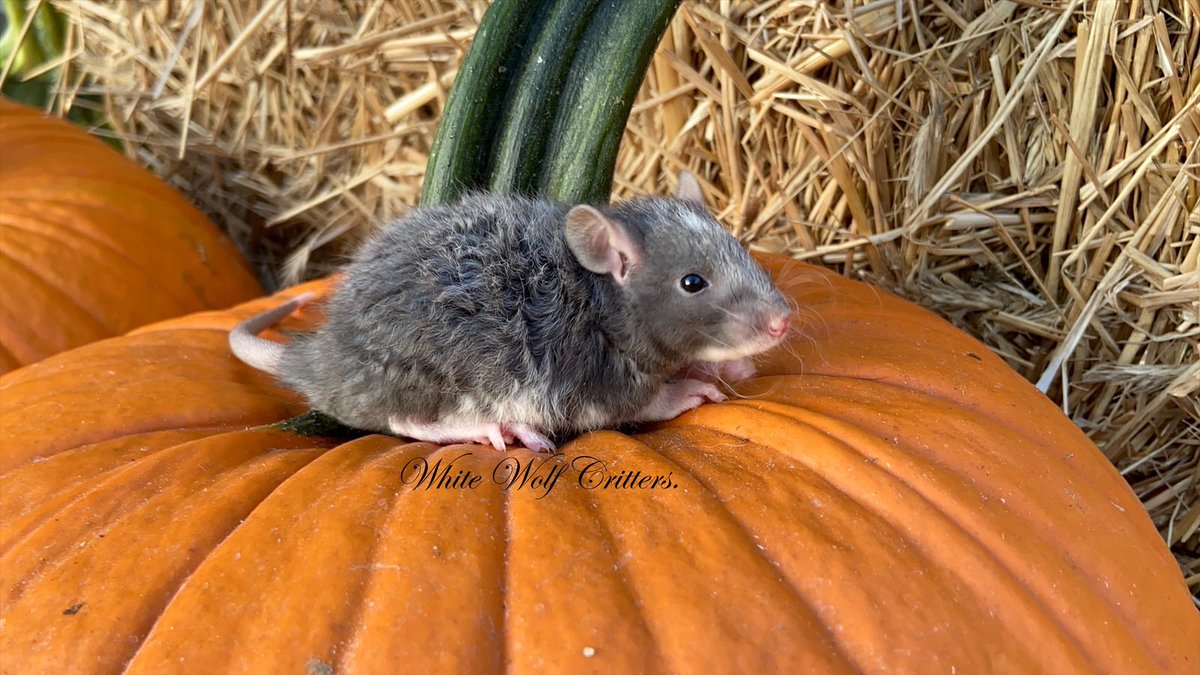 White Wolf Critters (@critterswolf) on Twitter photo 