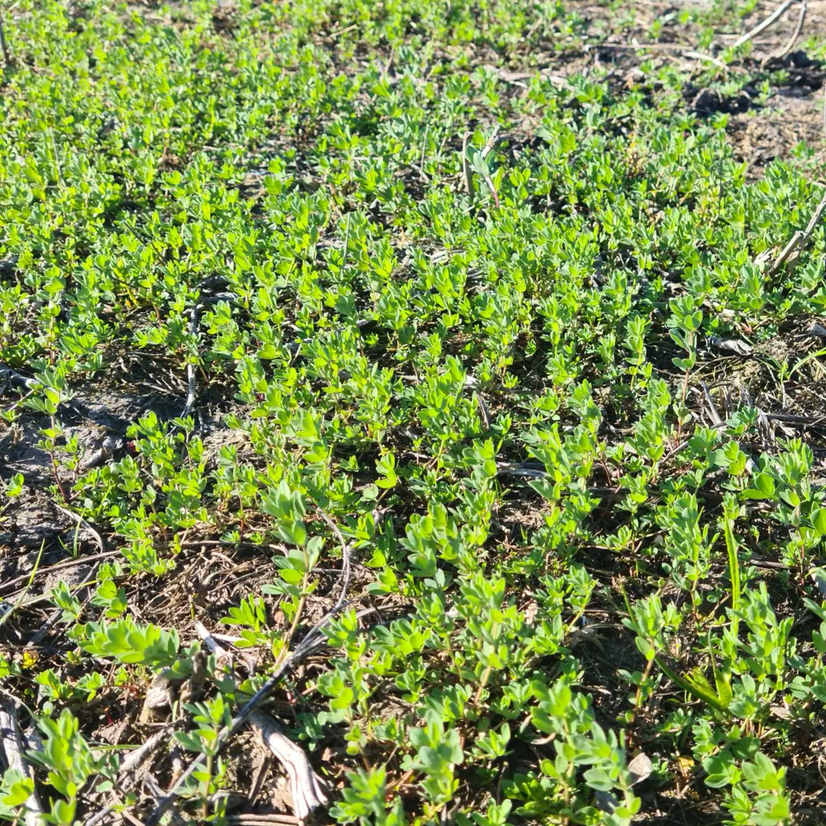 Lotus natural en bajos dulces de la Cuenca del Salado 
#ViernesDeCampoNatural