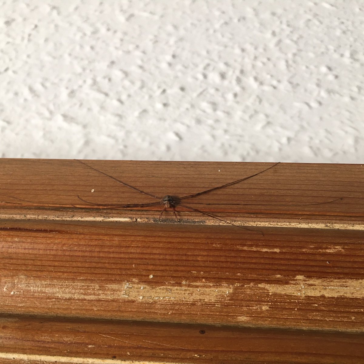 GraemeBWilson's tweet photo. The Fork-palped harvestman Dicranopalpus ramosus agg. was first recorded in southern UK in 1957 & in Scotland in 2000.
#forkpalpedharvestman #harvestman #arachnid #notaspider
@BritishSpiders @BASSurveys @Buzz_dont_tweet @BuglifeScotland @nature_scot @BBCSpringwatch @WildlifeMag https://t.co/nub0ASkh1v