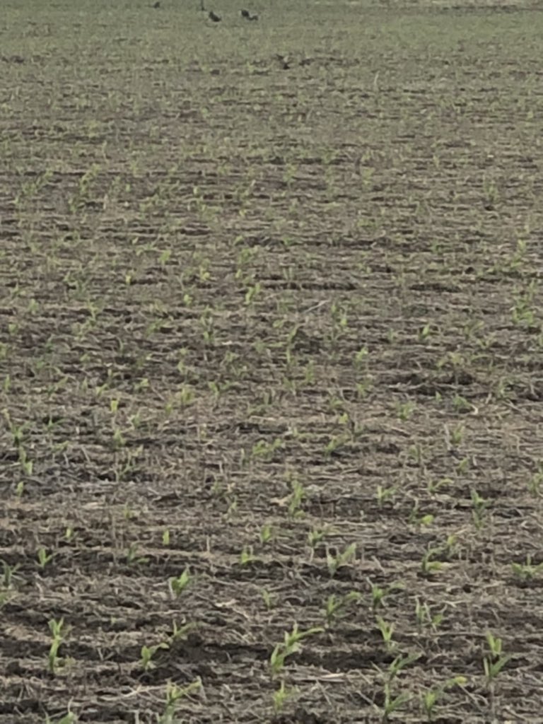 c_sampaoli's tweet photo. Arriba en la foto un método indirecto de monitoreo de cortadoras en maiz… los chimangos comiendo 🐛🌽🦅 @LaconejeraFC  @LigierAgro https://t.co/Qg4qS4k8X0