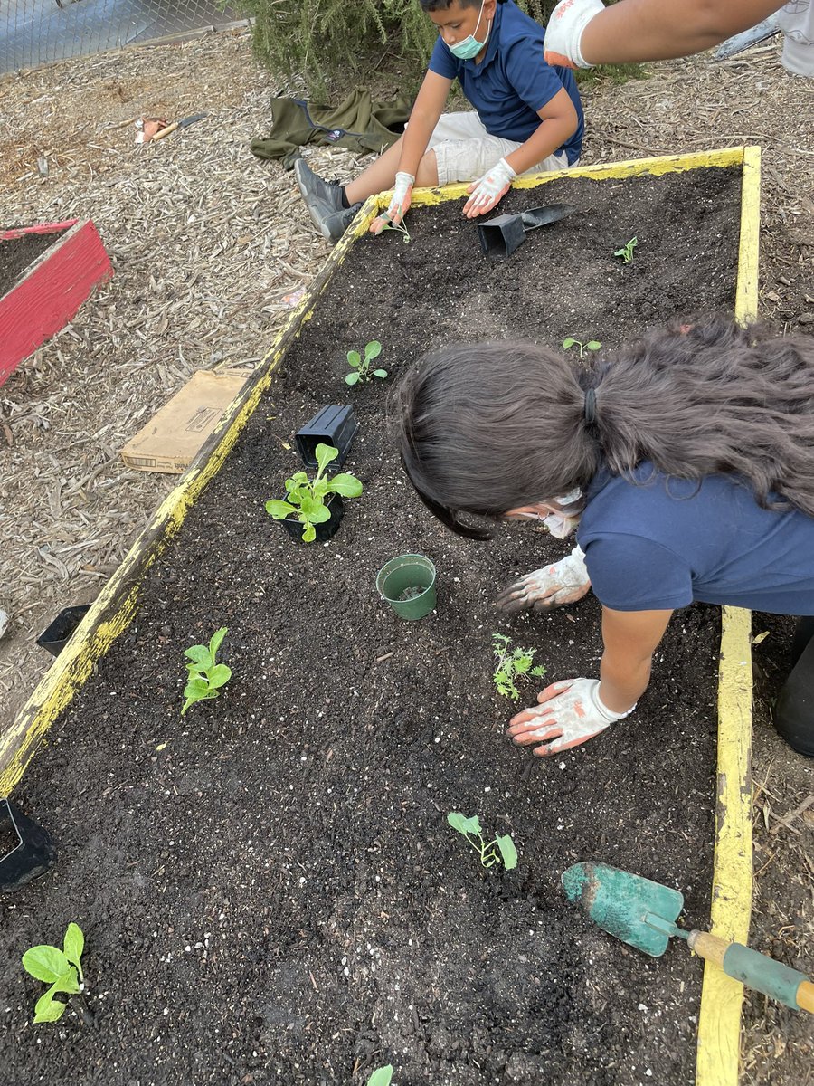 riovistaCARES's tweet photo. This week our #RioRockets @RioVistaMDUSD are preparing the garden for a winter harvest by planting our new seedling starts from @BPGardenAcademy https://t.co/Gzny8Ck8zf