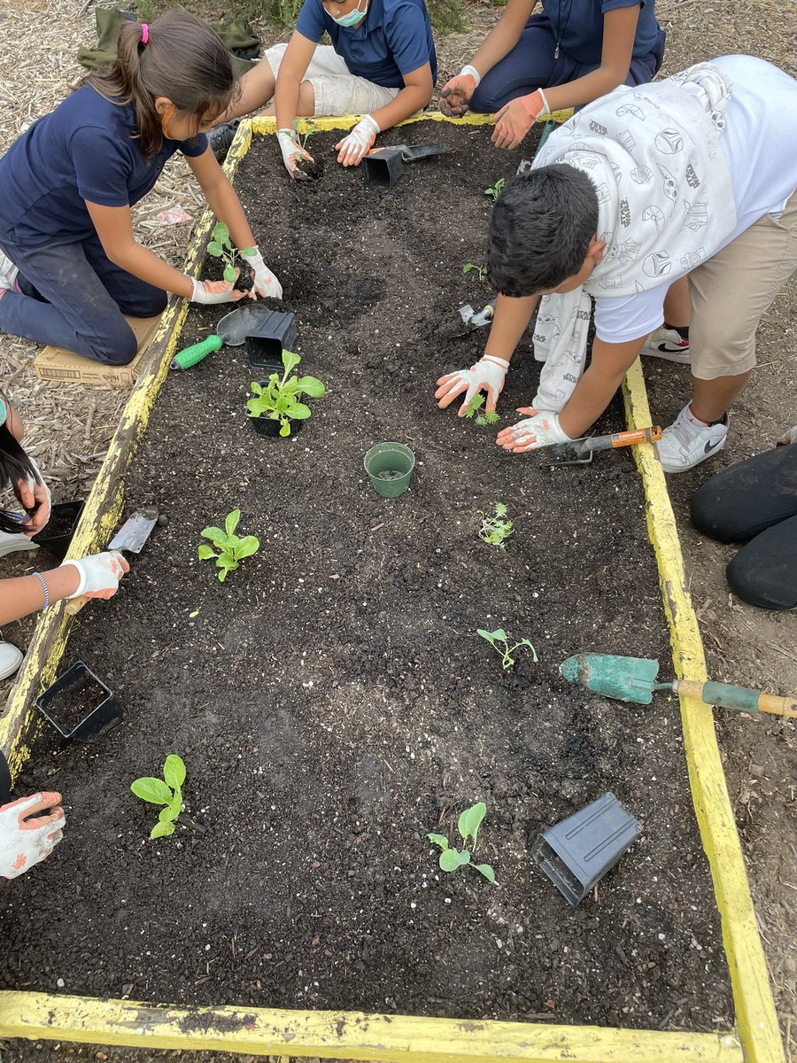 riovistaCARES's tweet photo. This week our #RioRockets @RioVistaMDUSD are preparing the garden for a winter harvest by planting our new seedling starts from @BPGardenAcademy https://t.co/Gzny8Ck8zf