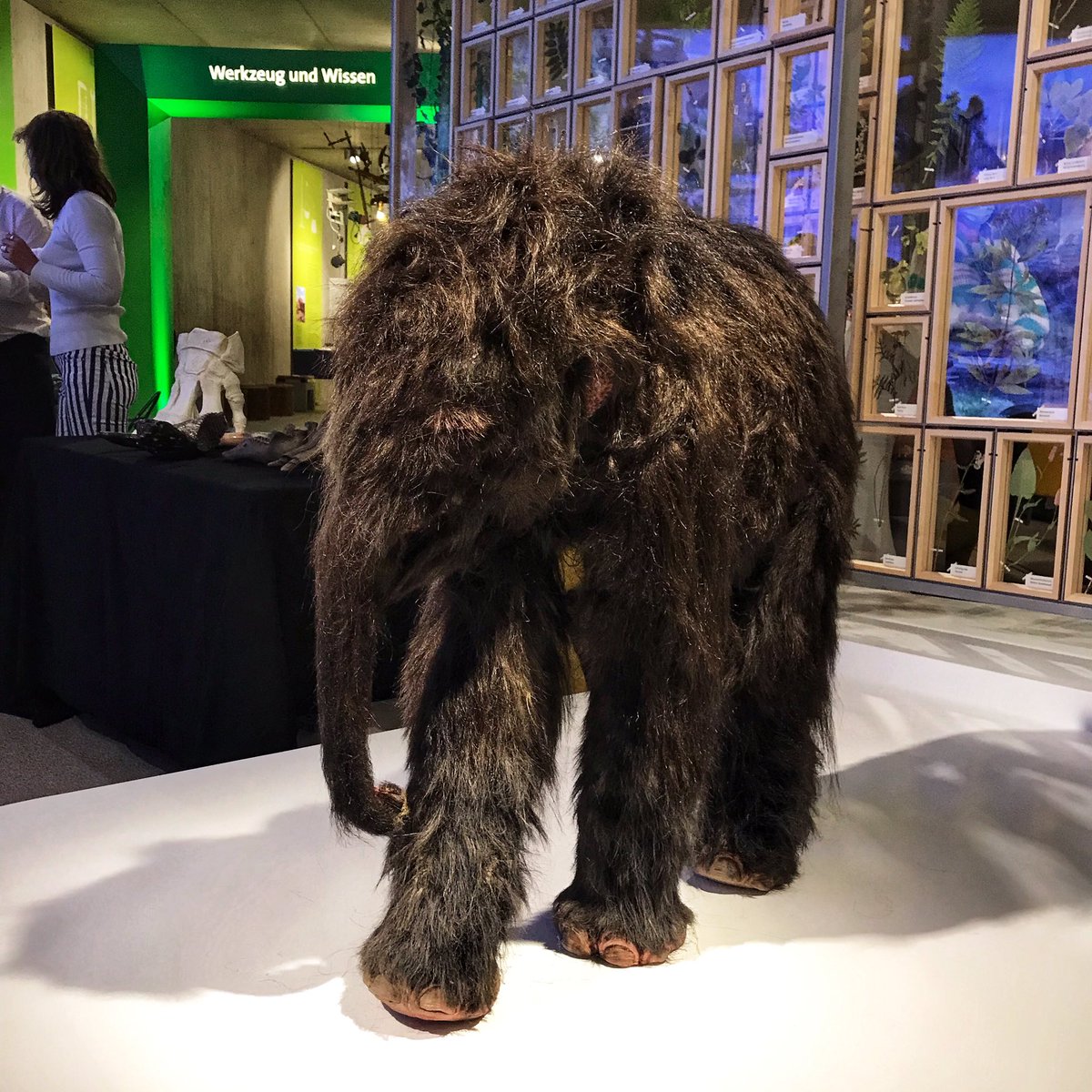 JensAlvermann's tweet photo. Heute Abend #Jubiläumsfeier zu 25 Jahren @Neandertal1 #Museum moderiert von @hyperjinx. Eröffnung mit brandneuem Ausstellungsbereich #Mensch und #Klima, neuer #Rekonstruktion von Mr. N und inklusiver App #NMsee. #sehenswert #Ausstellungsdesign #wisskomm https://t.co/K44LeaSeC3