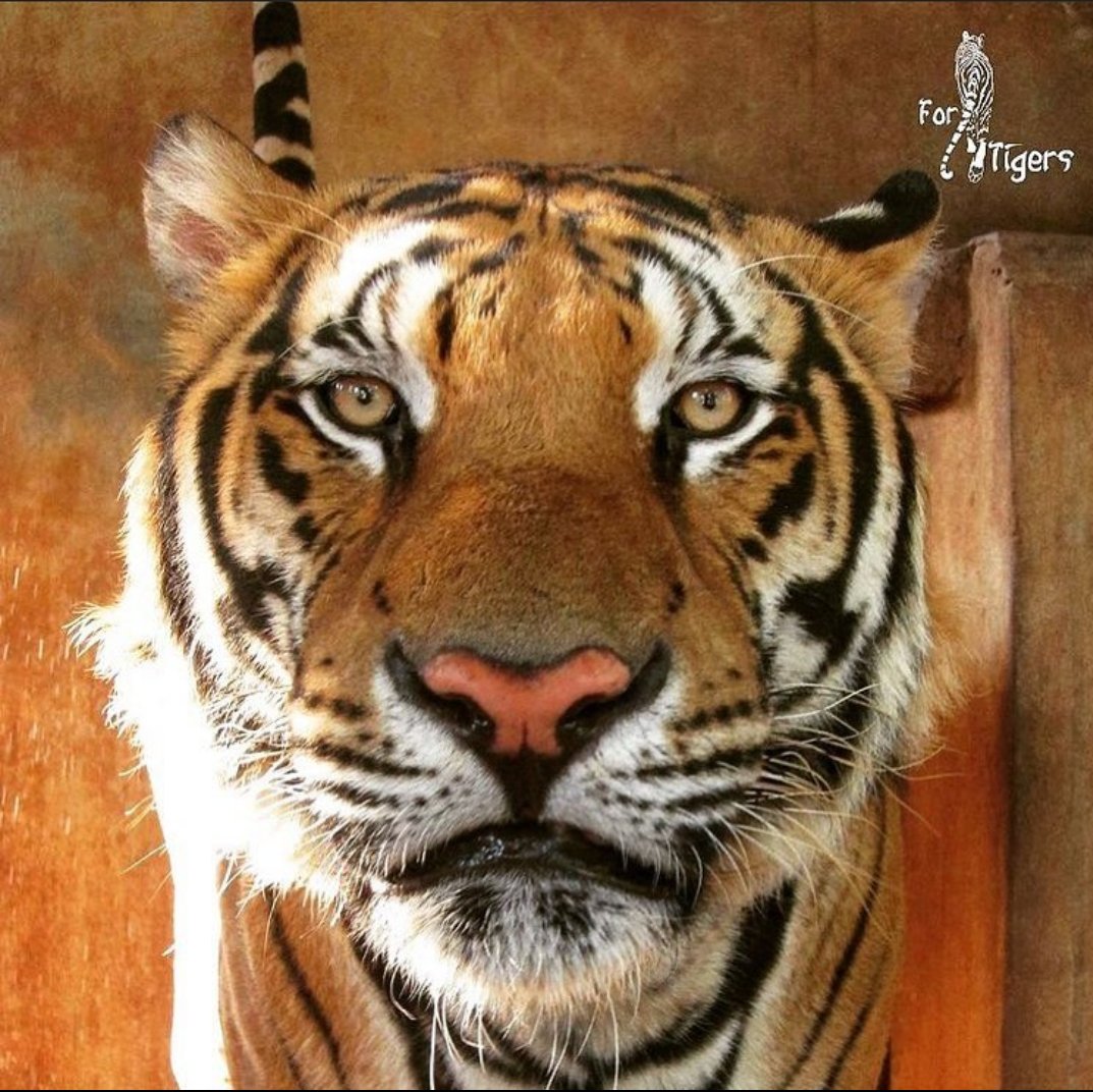 ForTigersOrg's tweet image. A Tiger #Hello! #Tigers often greet each other by #chuffing. Chuffs are produced by pushing air through the nose in such a way that it vibrates. It almost sounds like a big purr - but tigers don't purr! 🐯💨