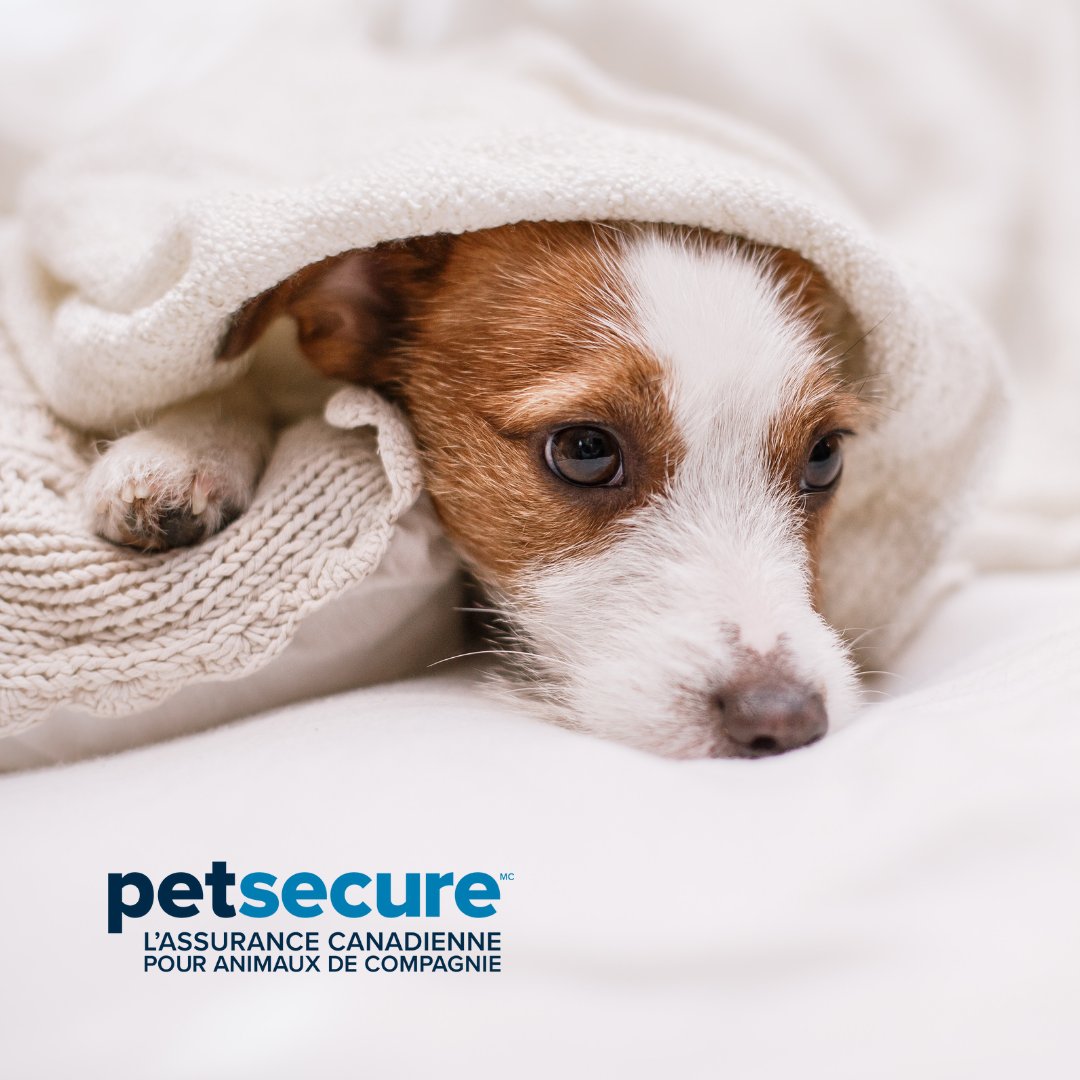 EdmontonHumane's tweet photo. October is a time for tricks & treats – but it shouldn’t be for pets!
A reminder from our friends at @Petsecure to keep Thanksgiving & Halloween foods away from your pets. And for those times your pet does need the vet, Petsecure can help with the bills.
#PetsecureProtected https://t.co/H20gbk50HM