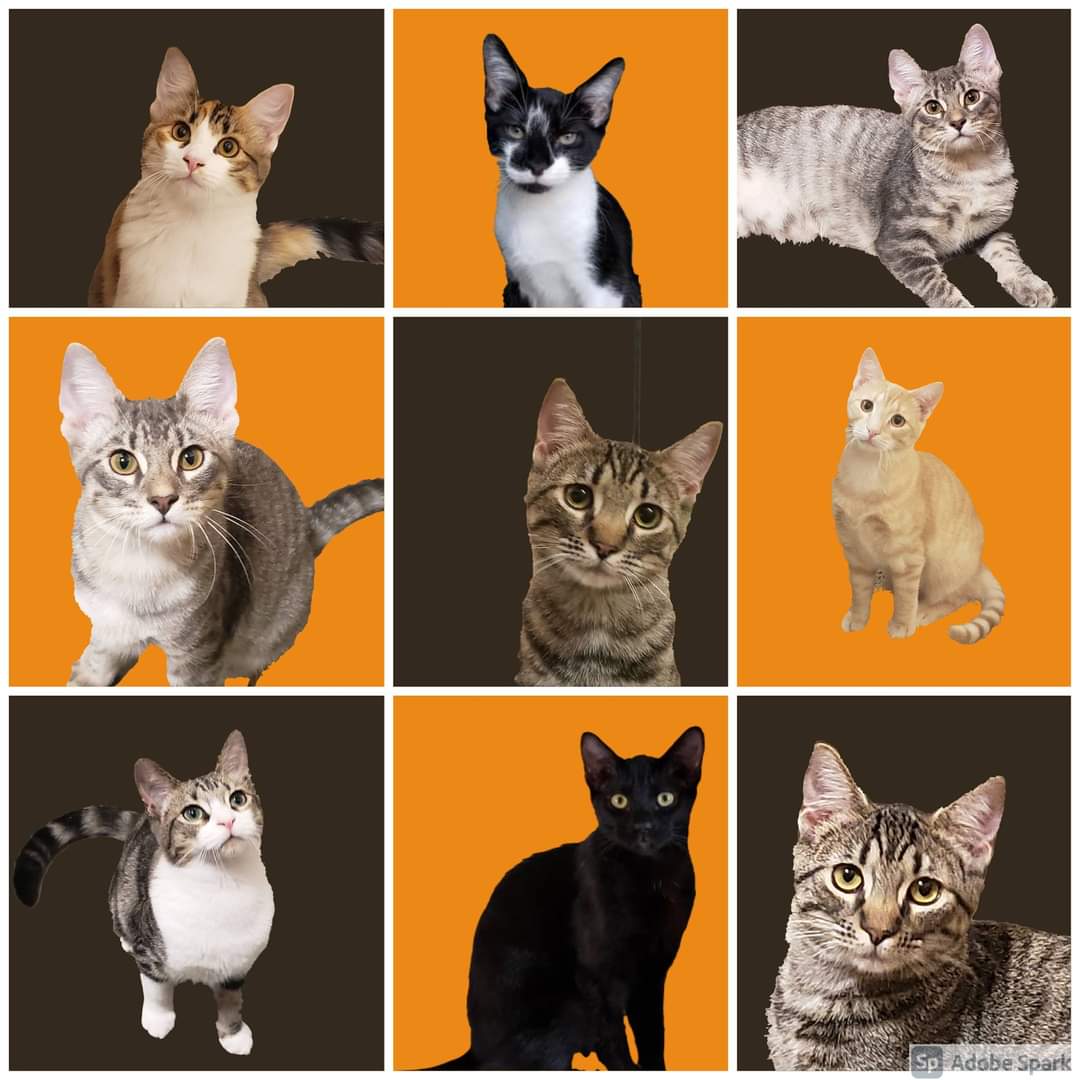 It's raining cats and kittens!!!!

Please contact adopt@pflugervillepetsalive.org to meet your purr-fect match today!

#AdoptPPA #fosteringsaveslives #adoptable #adoptdontshop