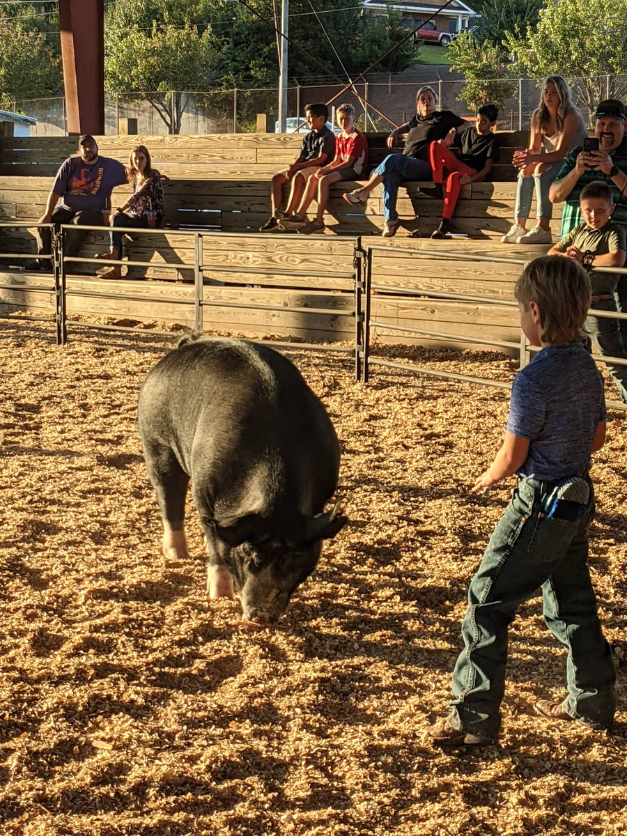 Pee-wee Showmanship happening now! Special treat in Livestock tonight! And Exchange Club member show! Wish us luck, folks. :)