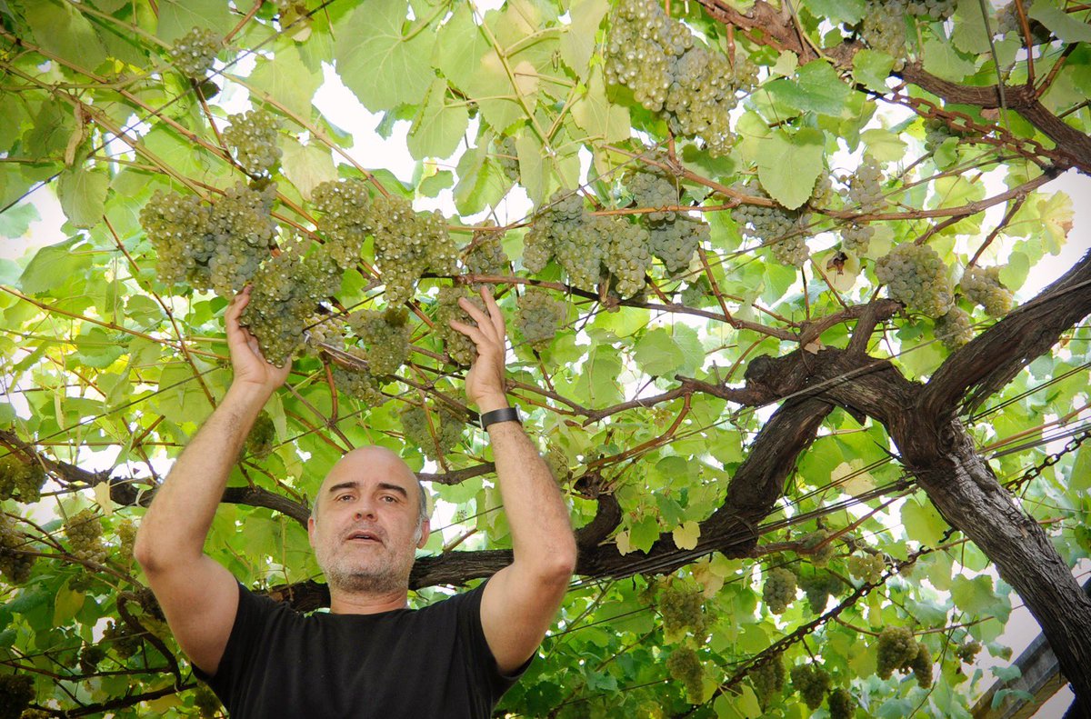 Queremos compartir esta foto de <a href="/javier/">Javier Arce</a>.lalinv que hizo a nuestro #becario preferido…Ramon Blanco …en una de nuestras viejas cepas de albariño antes de la #vendimia2021 ….GRACIAS …😜😻😻😻... . ..ワイン #wino #вино #winemaker #lovewine #winelover #subzonadelrioulla #albariño