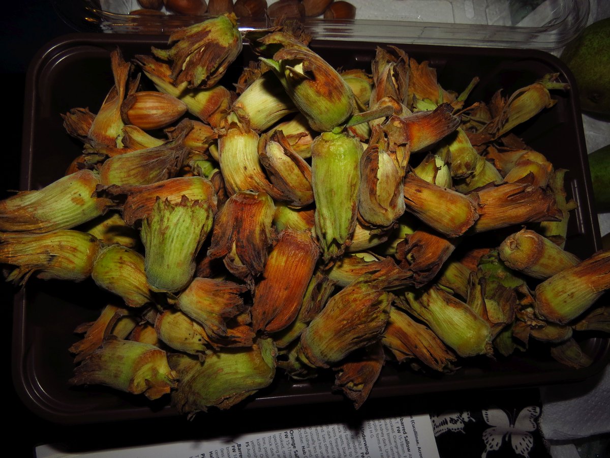 Fresh Kentish Cobnuts <a href="/RoughwayFarm/">Roughway Farm</a> :)