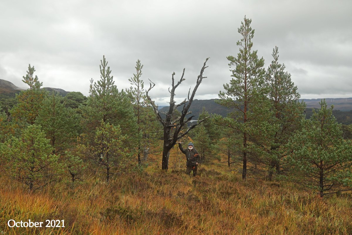 AlanWatsonFeat1's tweet photo. I was out in Glen Affric today with staff &amp; students from the University of Greenwich, visiting Coille Ruigh na Cuileige, a 50ha exclosure that was fenced in 1990 for natural regeneration. These photos show what has been achieved in an area with only some dead pines in 1989. https://t.co/kYlrMsGGlT