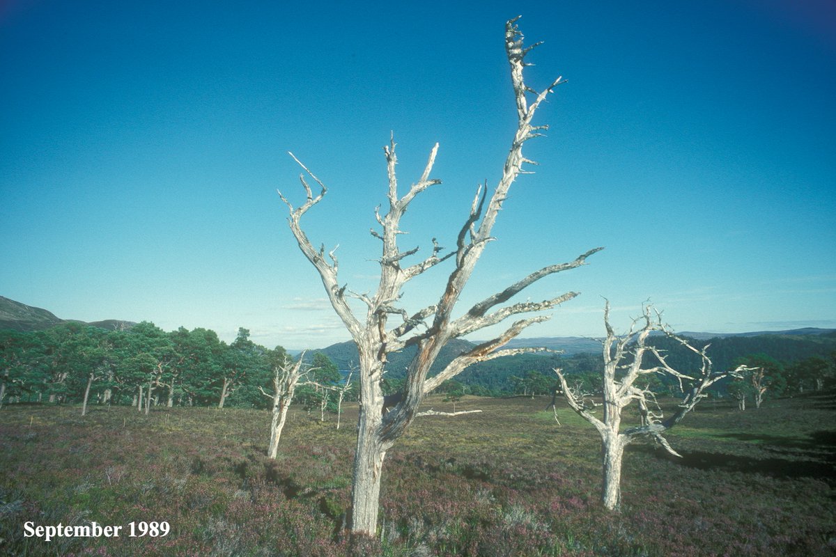 AlanWatsonFeat1's tweet photo. I was out in Glen Affric today with staff &amp; students from the University of Greenwich, visiting Coille Ruigh na Cuileige, a 50ha exclosure that was fenced in 1990 for natural regeneration. These photos show what has been achieved in an area with only some dead pines in 1989. https://t.co/kYlrMsGGlT