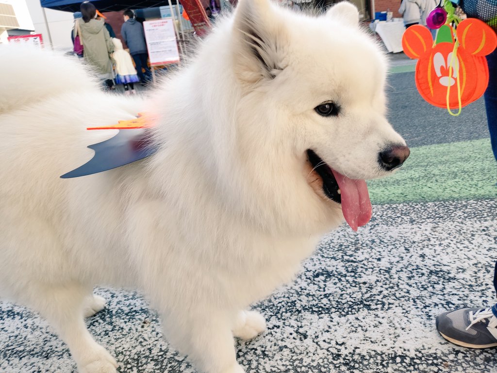 サモエド犬 サモエド犬