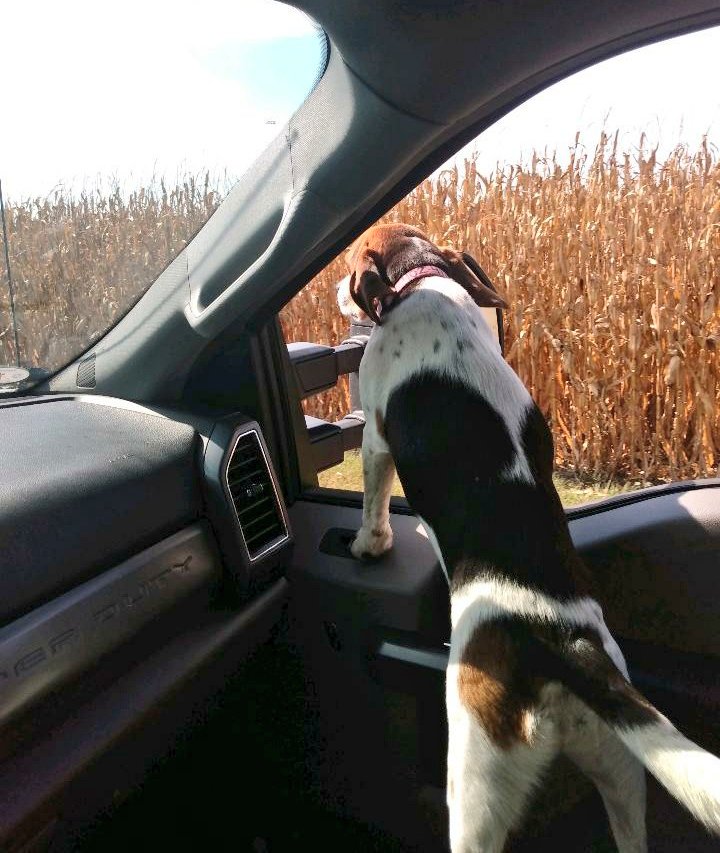 NSPTrooperCook's tweet photo. Trooper Mallery #52 to the rescue today! He found this excited but lost little guy running along the roadway almost getting hit. Luckily by use of his tags, Trp. Mallery was able to locate his owners &amp; give him a ride home. As you can see, he was ready to get going #dogsoftwitter https://t.co/U56FRkh23t