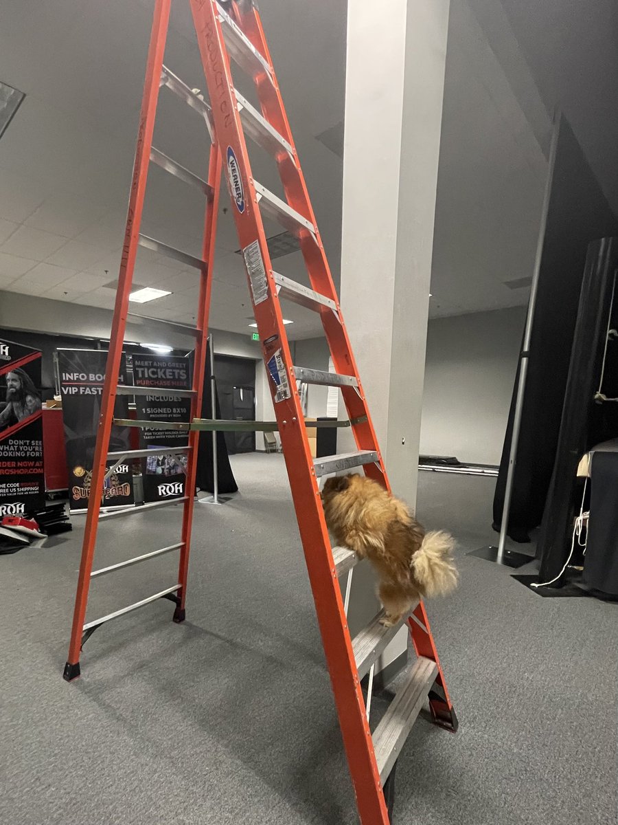 diva_foxxy's tweet photo. The Hardy’s could never. 
🪜 🐕 https://t.co/bVfxuwd5Ch