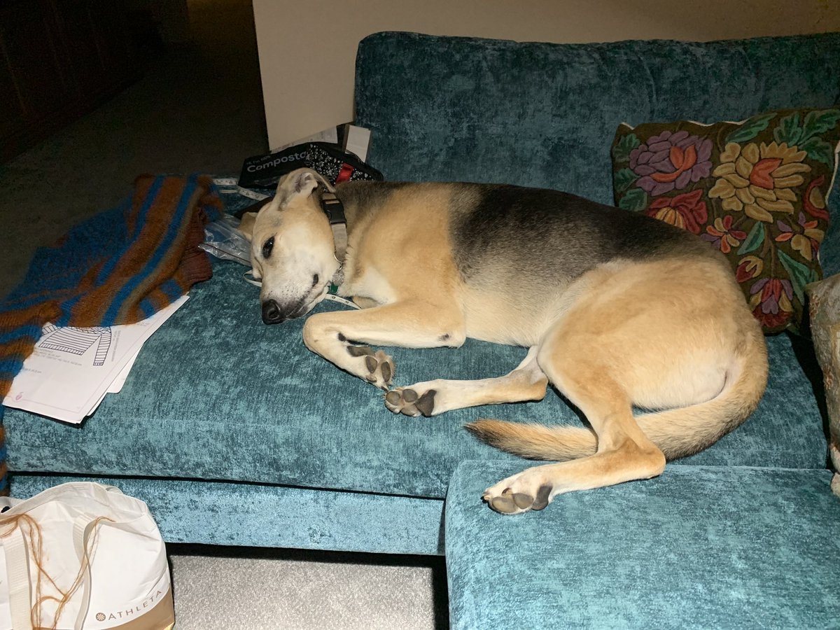 BarbaraRudin's tweet photo. @nathaliejacoby1 Dog https://t.co/YZG9d5U74t