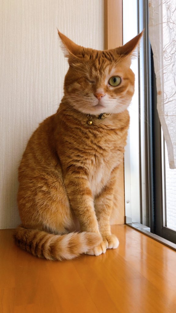 310Kamui's tweet photo. おはようございましゅ〜🐱✨ https://t.co/aTq0fYlHfF