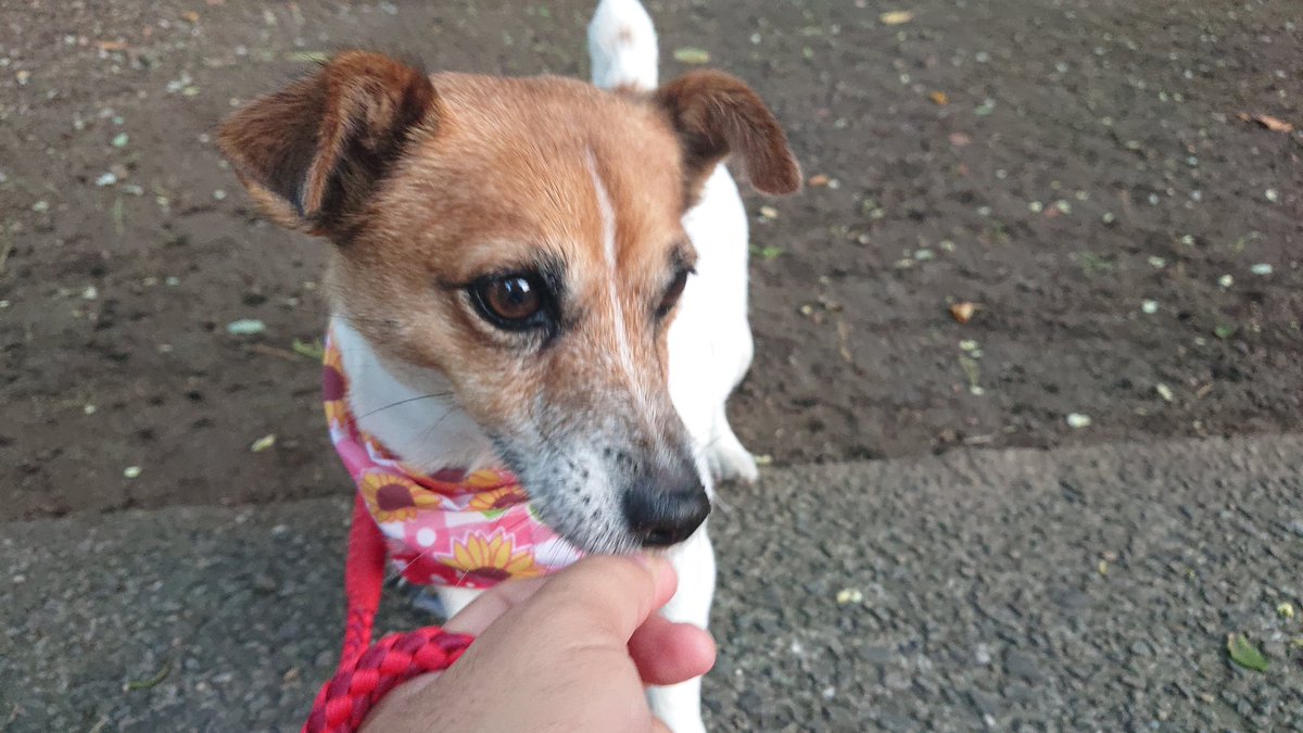 7m3pto's tweet photo. おはようございます🐶😊✨
早く外に行きたいと催促され、お散歩に行きました🐶
おやつも催促、コユキです😅
今日もよろしくお願いします🐕‍🦺

#ジャックラッセルテリア
#動物好き
#いぬのきもち https://t.co/pKXml7AQQq