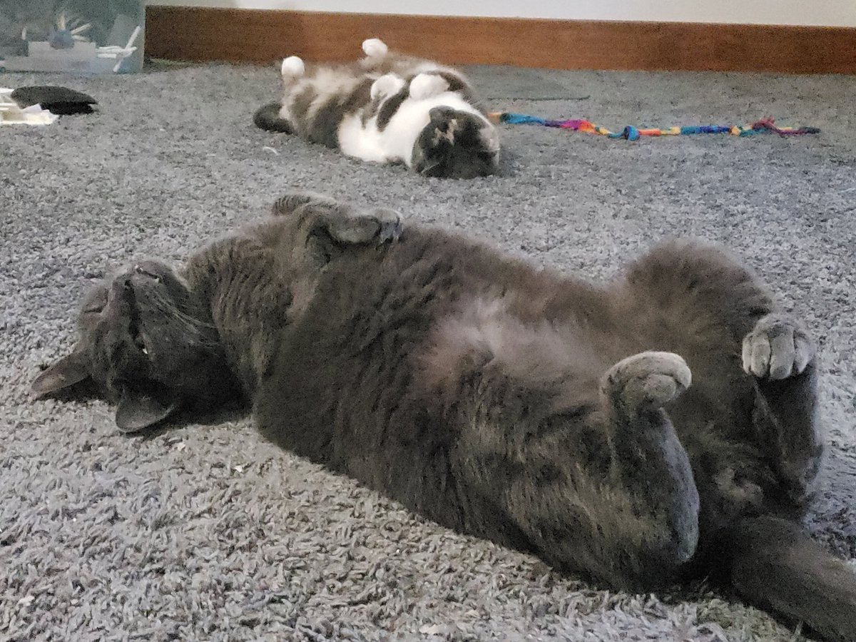 OoglieBean's tweet photo. Peets in the air, dont care. ZzzzZzzzzz

#ChipBean #ViBean #Cats #Cute #CatsOfTwitter https://t.co/tvVCpx6nXa