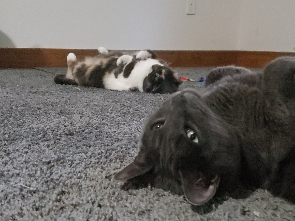 OoglieBean's tweet photo. Peets in the air, dont care. ZzzzZzzzzz

#ChipBean #ViBean #Cats #Cute #CatsOfTwitter https://t.co/tvVCpx6nXa
